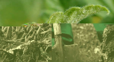 Příčiny bílého květu na listech rybízu, jak zpracovat a co udělat pro léčbu